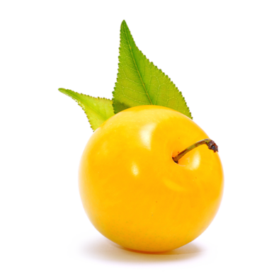 susina_gialla_500x500pixel susina_gialla_500x500pixel